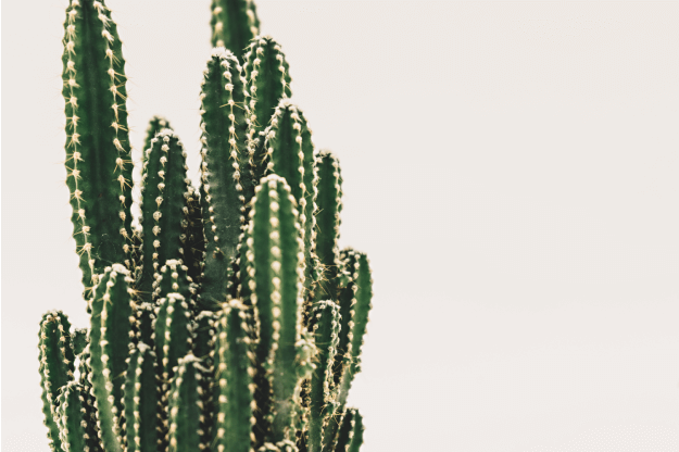 cactus img